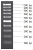 MARCADOR MOLECULAR PCR 100BP 50ug Vivantis