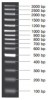 MARCADOR MOLECULAR PCR 100BP PLUS 50ug Vivantis