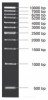 MARCADOR MOLECULAR PCR 1KB 50ug Vivantis