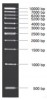 MARCADOR MOLECULAR PCR 1KB 5X50ug Vivantis