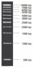 MARCADOR MOLECULAR PCR 1KB, 50ug  Vivantis