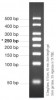 MARCADOR MOLECULAR PCR 50BP 50ug Vivantis