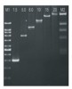 PCR KIT  (Chromo TAQ DNA, DNTPS Marcador 100 BP)  Vivantis