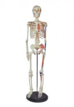 Esqueleto humano 85cm Luzeren