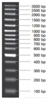 MARCADOR MOLECULAR  PCR 100BP PLUS 50ug  Vivantis